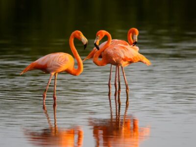 Flamingo's drinken kokendheet water en geven 'melk'