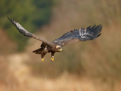 Afrikaanse Vechtarend (Martial Eagle)
