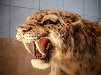 Sabeltandtijger (Smilodon)