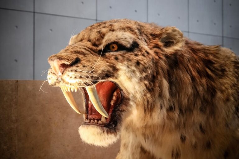Top 10 Meest Fascinerende Uitgestorven Dieren (Prehistorie)
