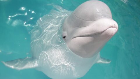 Top 10 Meest Majestueuze Zeedieren