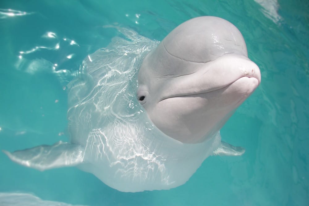 Top 10 Meest Majestueuze Zeedieren