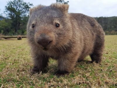 Wombats poepen in perfecte kubusjes