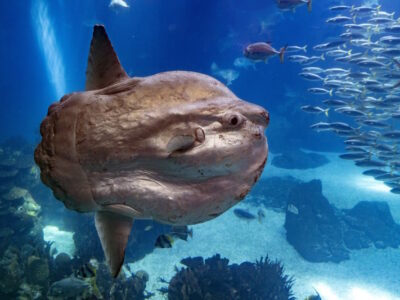 Maanvis (Mola mola)