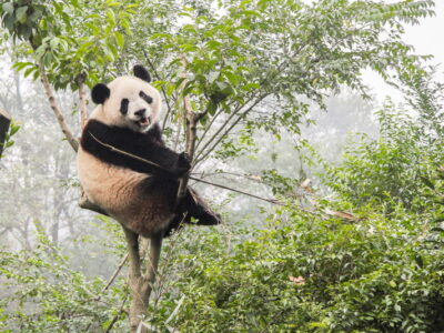 Reuzenpanda