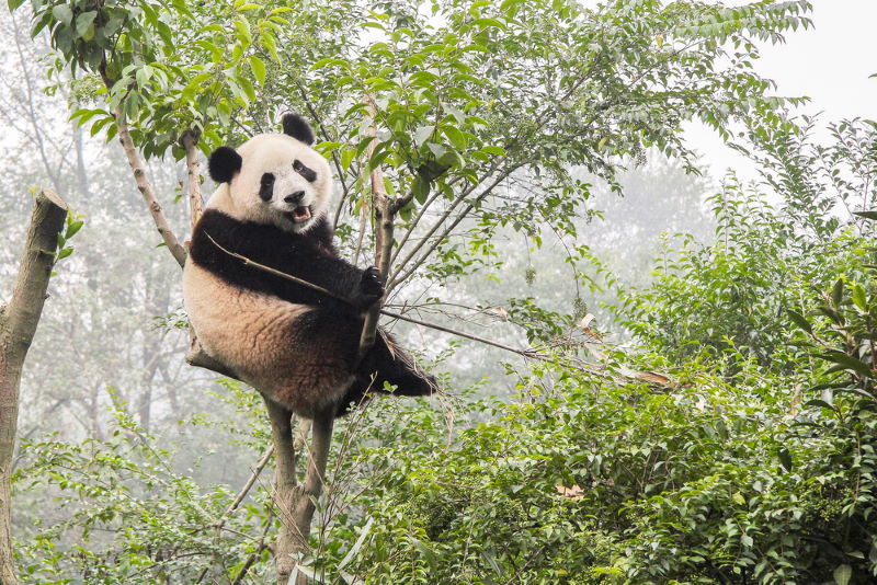 Top 10 Domste Dieren ter Wereld